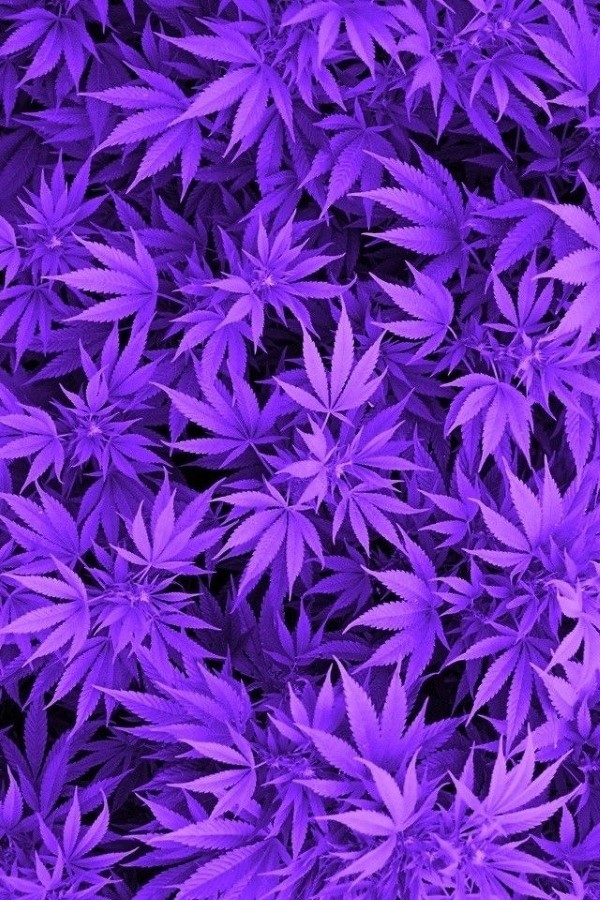Puprle Haze