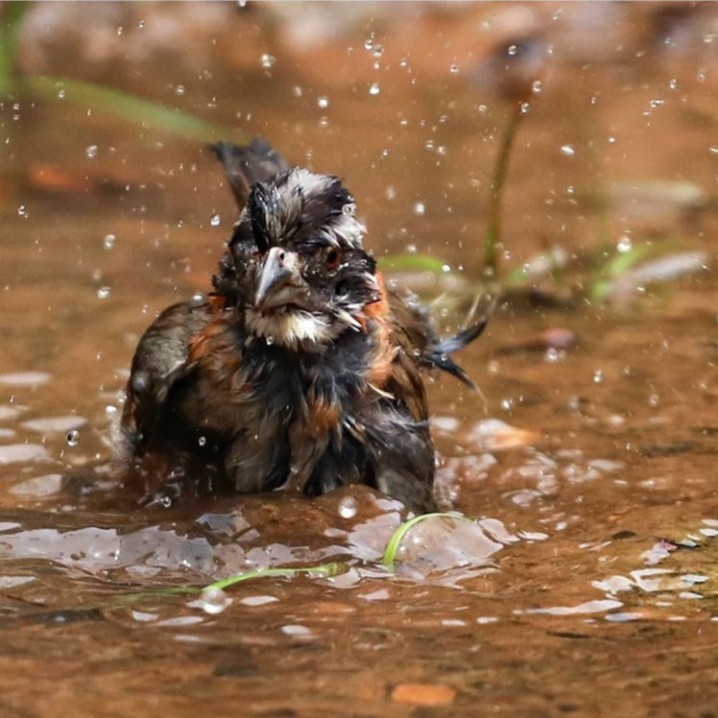 bird in water