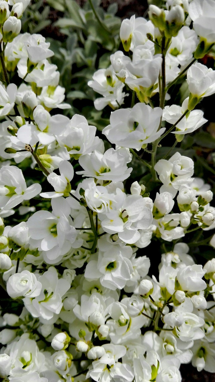 spring