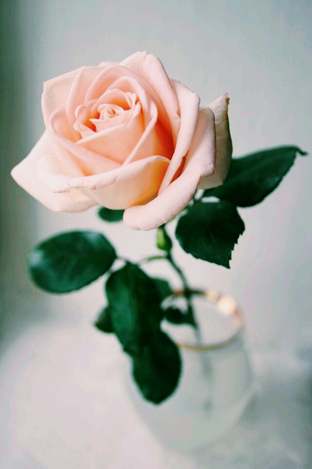 Peach rose