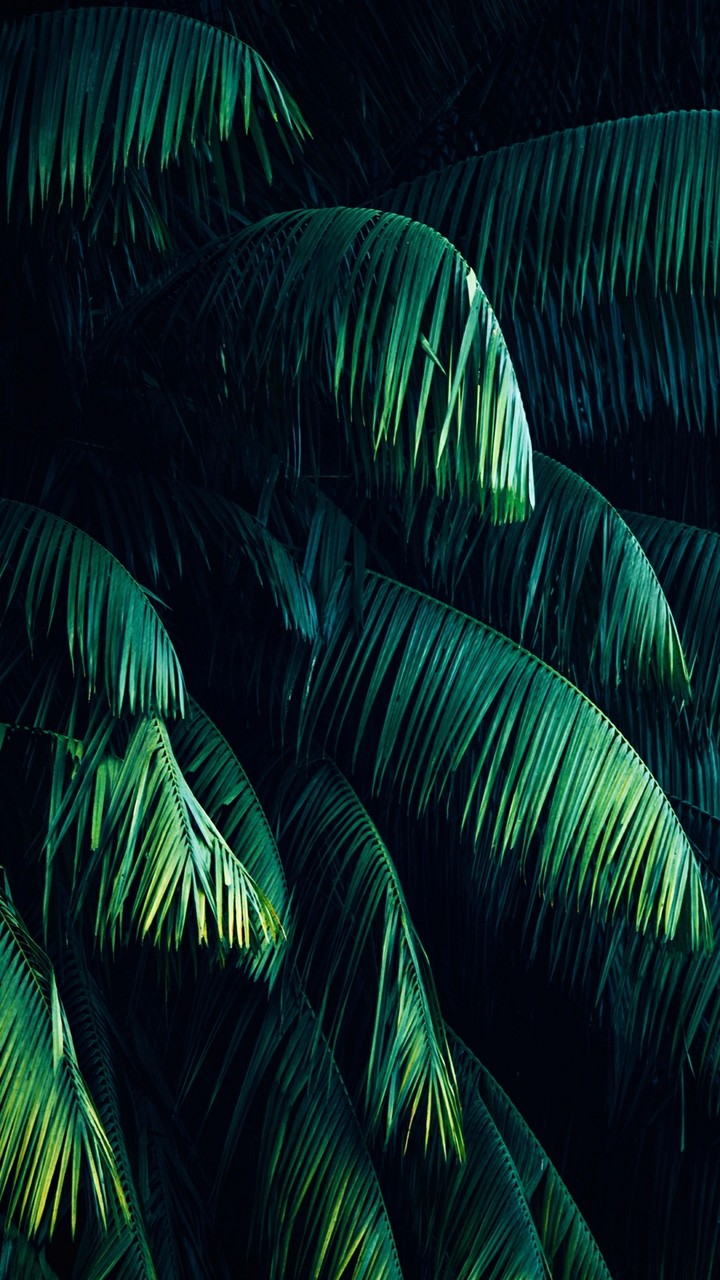 Jungle