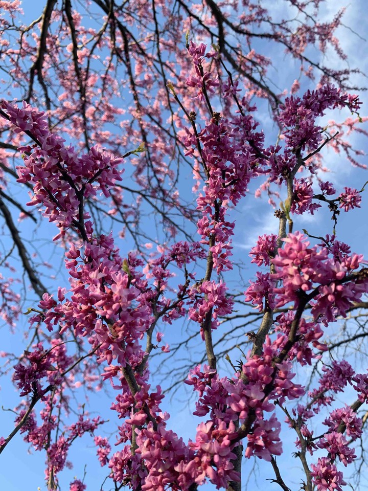 spring blossoms