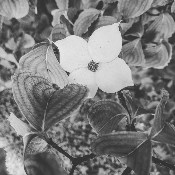 Fiore