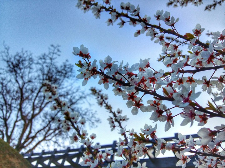 #spring
