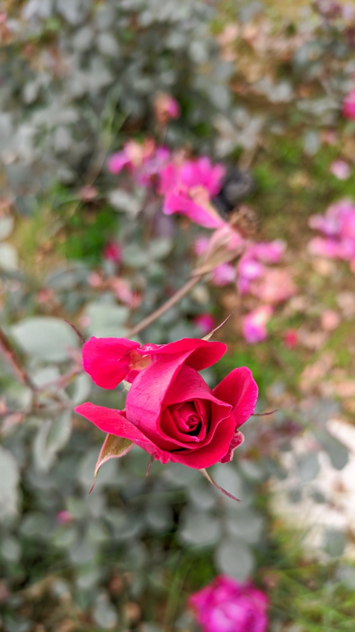 Rose
