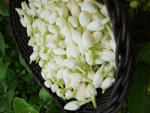 hình nền tuberose, petal