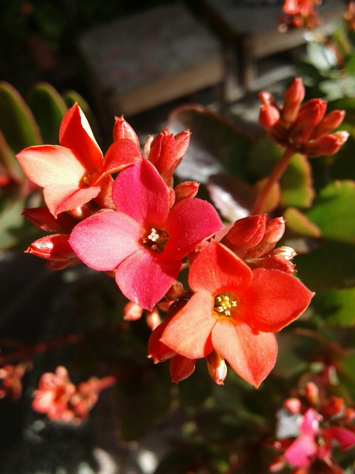 Red Flowers