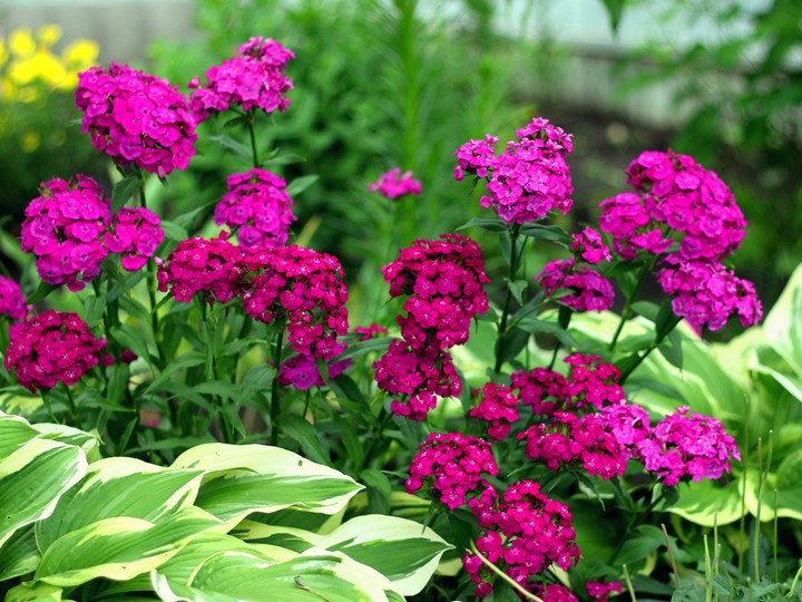 Pink carnations