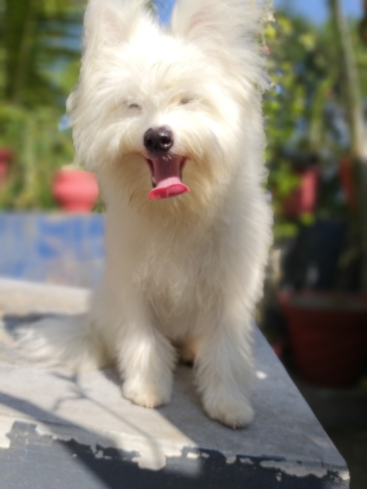 dog