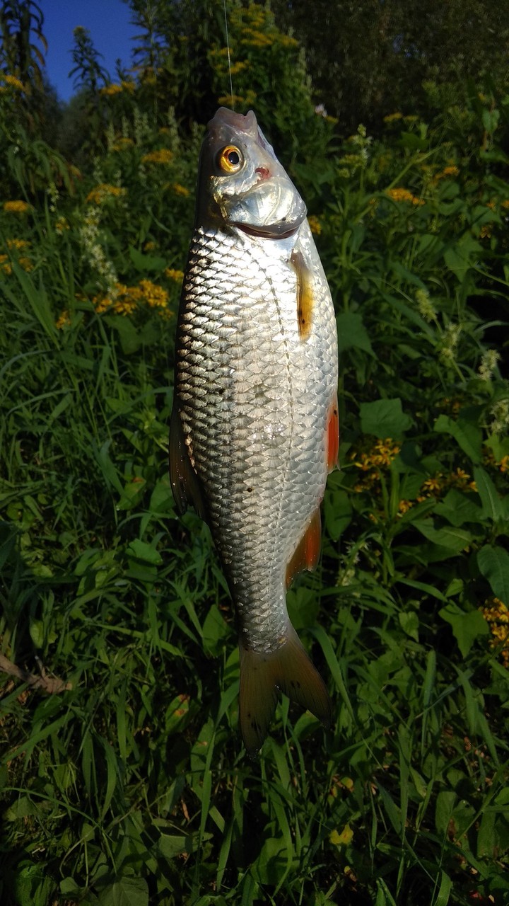 Fish