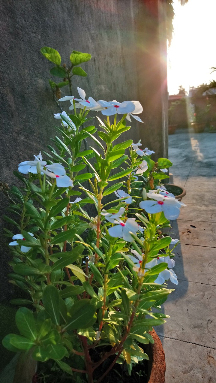 Beautiful blooms