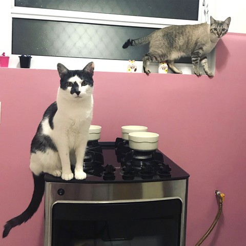 Gatos na cozinha