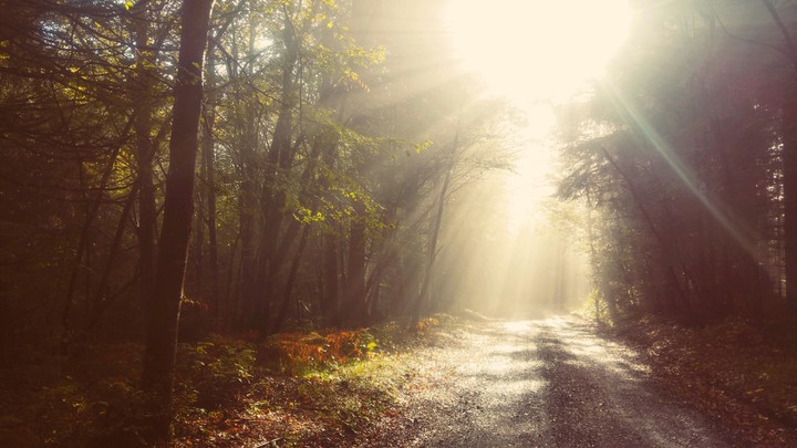 sun beams in the forest