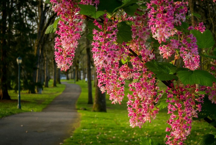 flowers