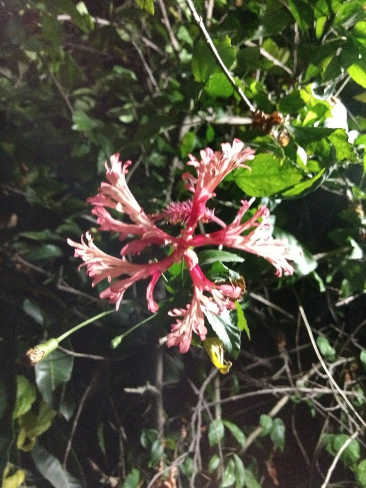 hibiscus