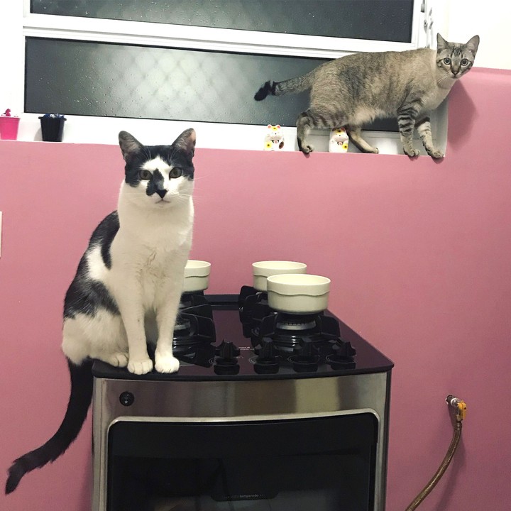 Gatos na cozinha