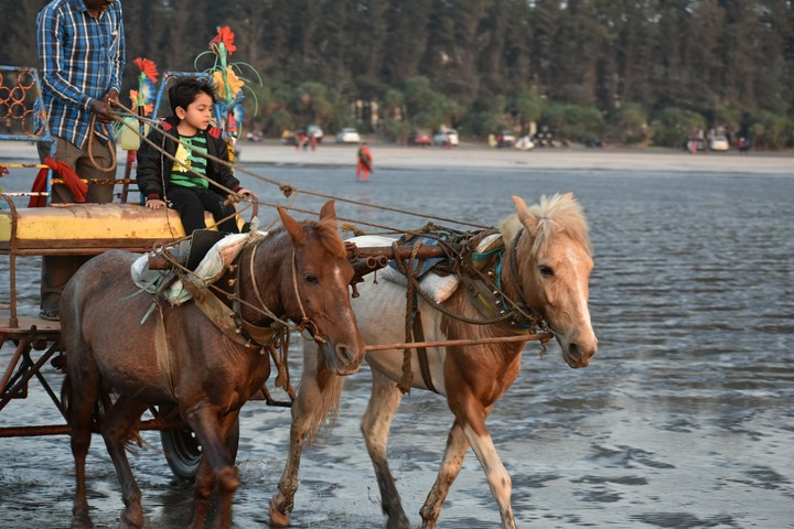 mule cart