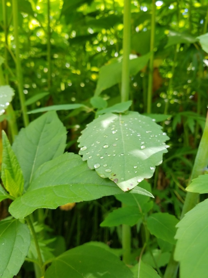 Plants Water