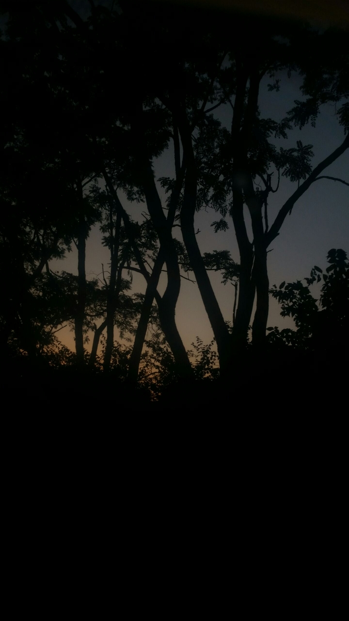 sunset with shadows of tree branches