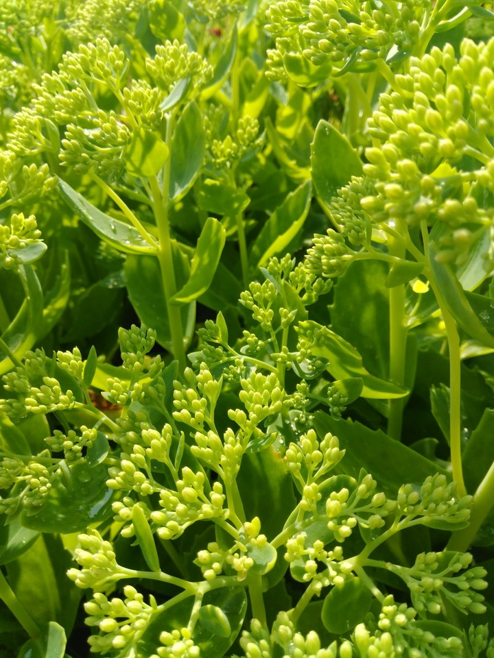 Greenery
