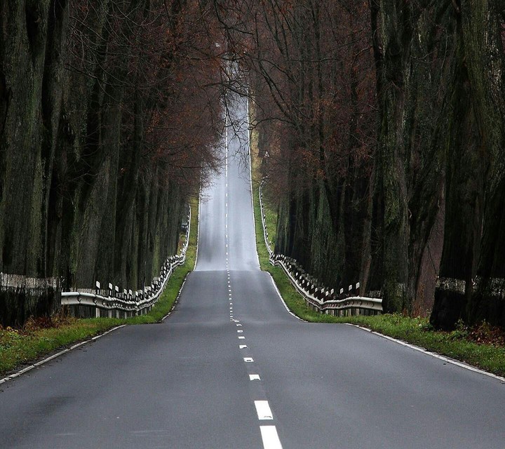 Tree Road