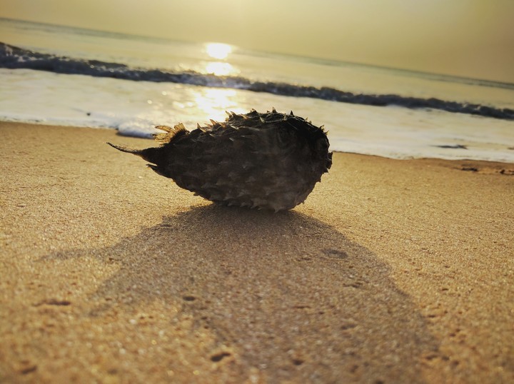 puffer fish