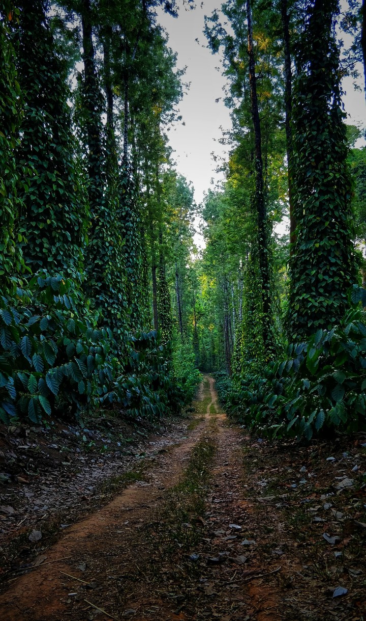 beautiful coorg
