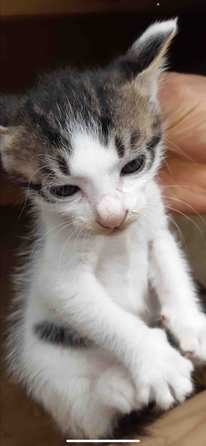 고양이