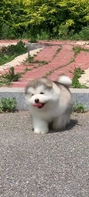 Собачка на прогулке.