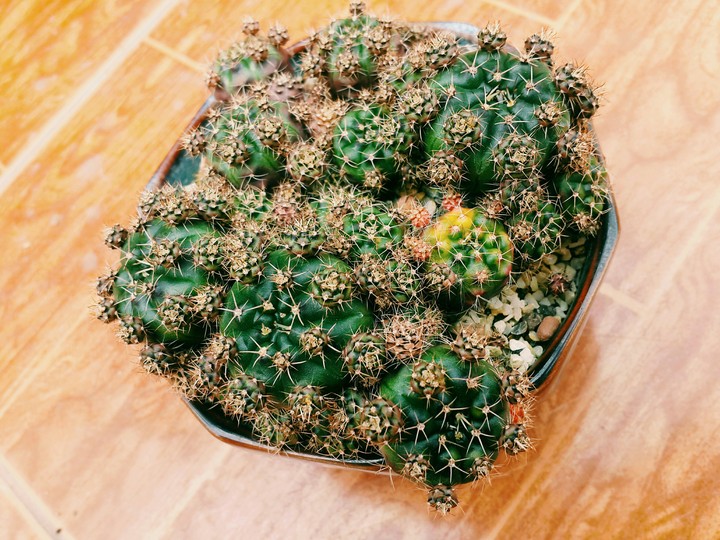 cactus