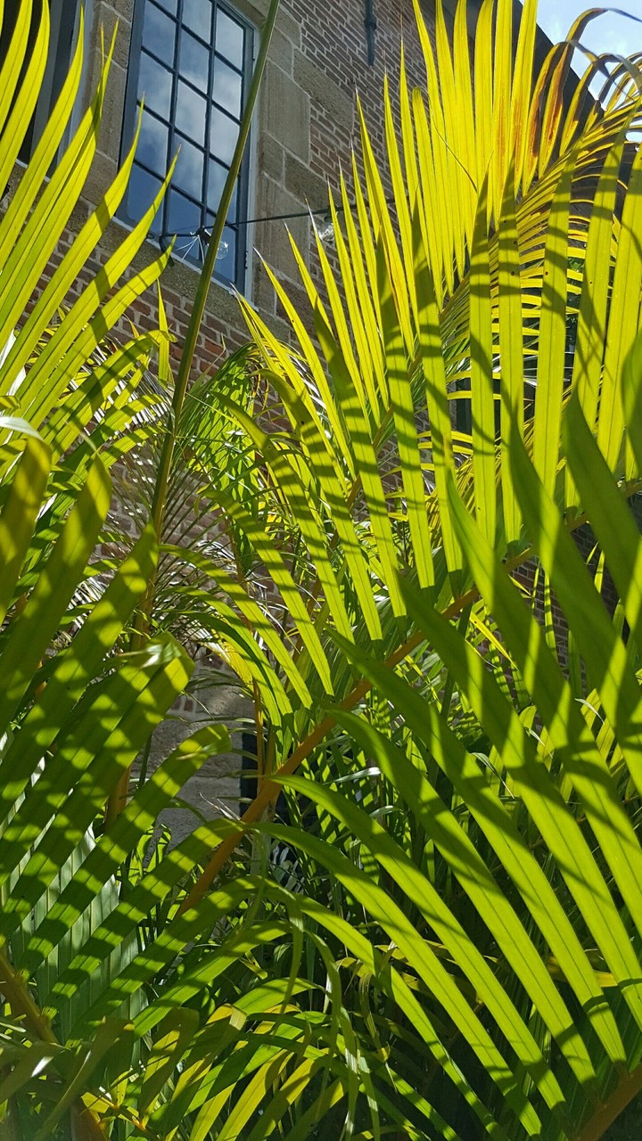 Palms of Surinam