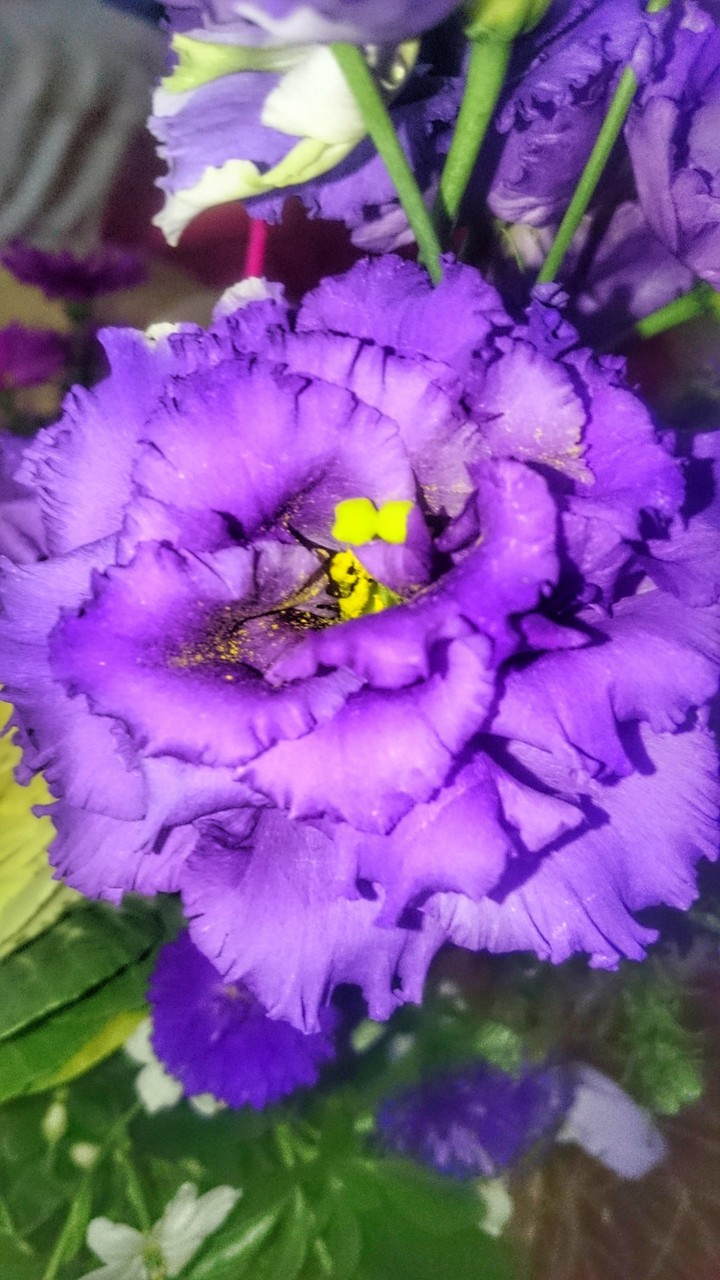 fleur violette