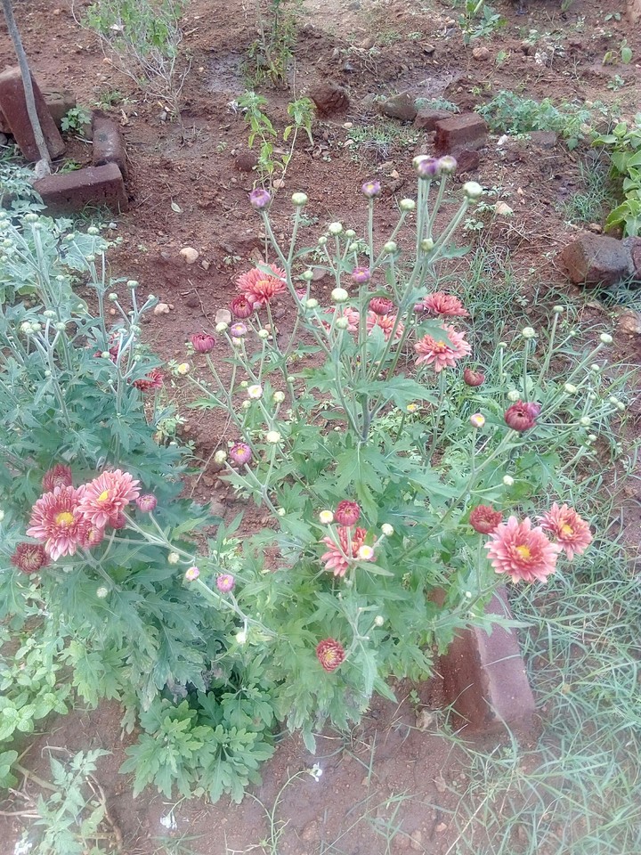 Beautiful Dalia Flower