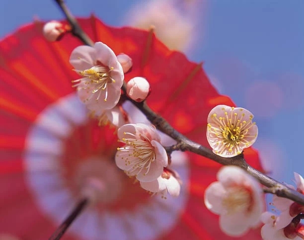 pale pink plum blossoms