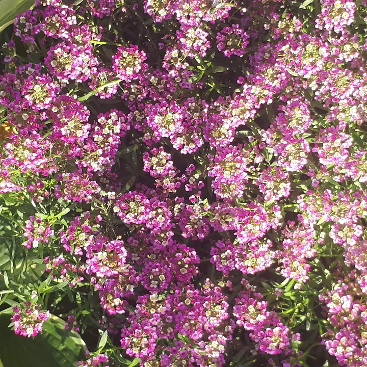 flowers  осень Подмосковье