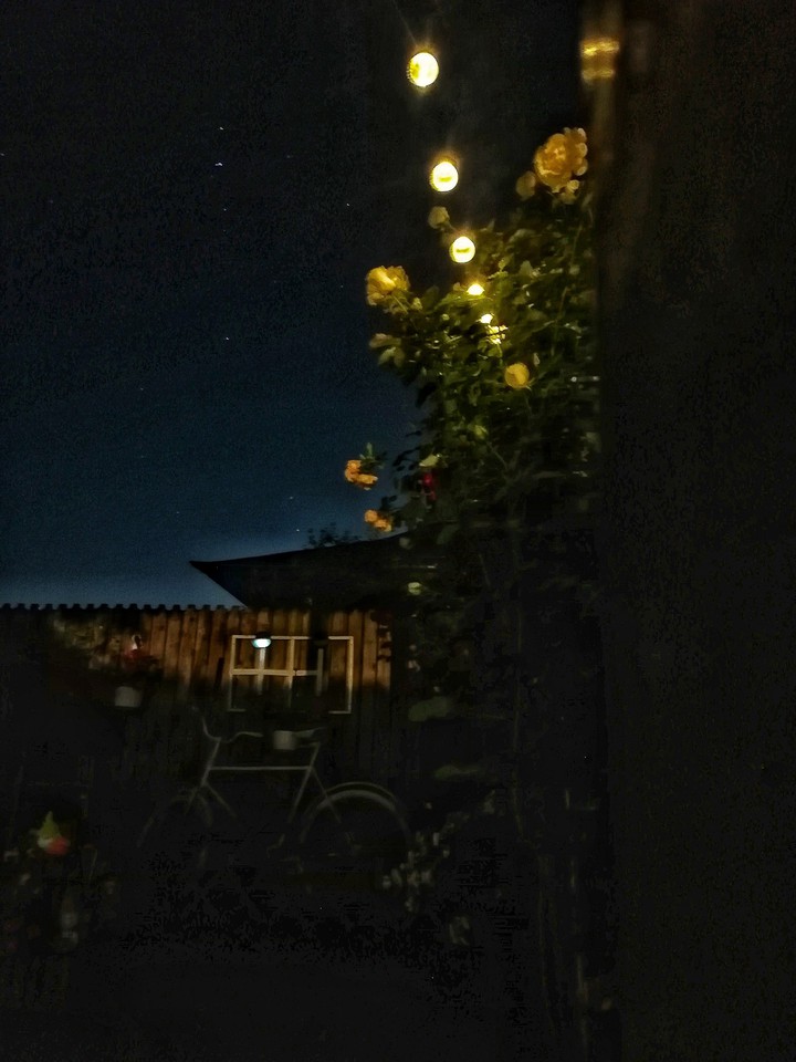 Night in the garden
