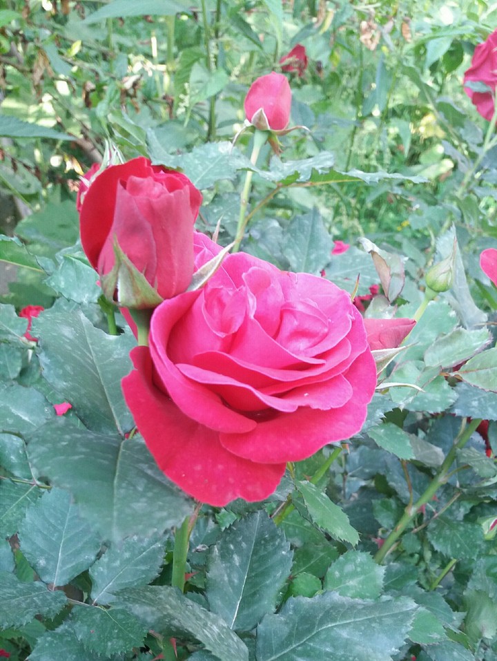 rose