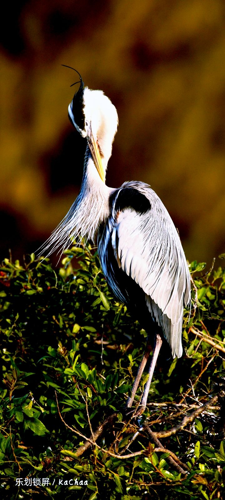 #bird