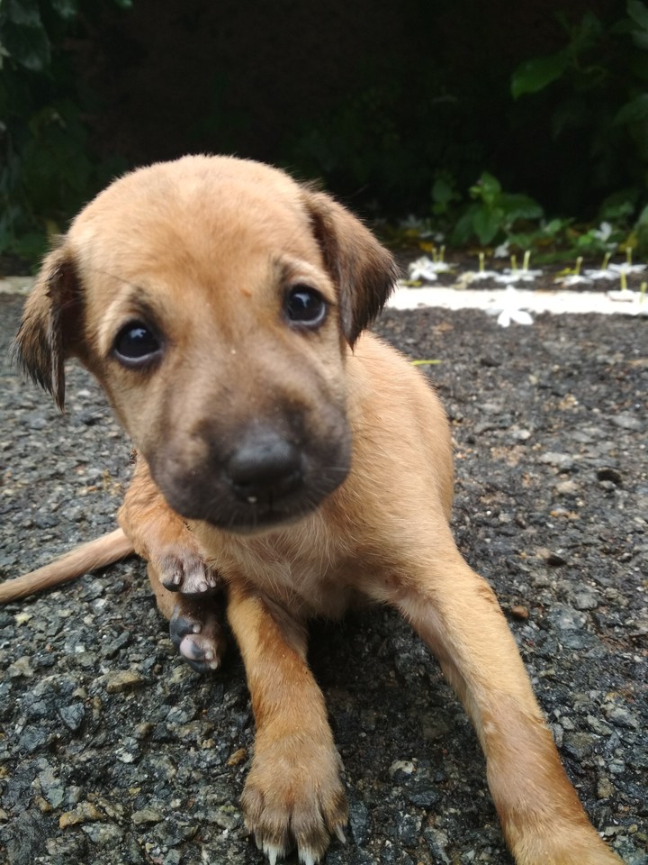 Cutie pie