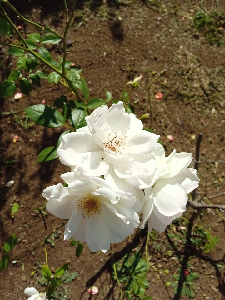 roses
