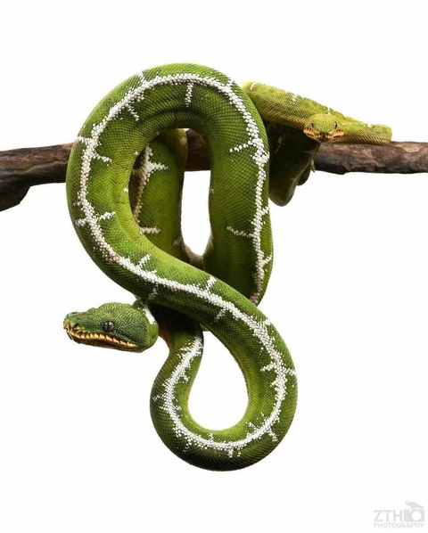 fondos de pantalla elapidae, reptile