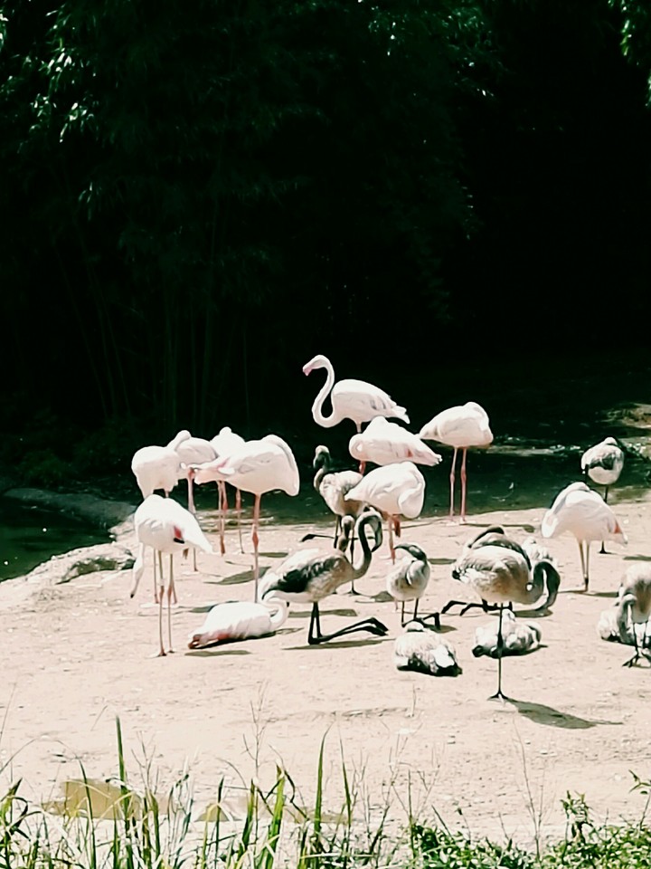 Flamingo