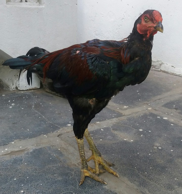 an nice cock