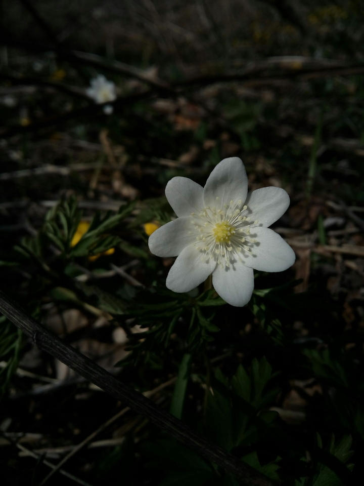 Early spring flowers