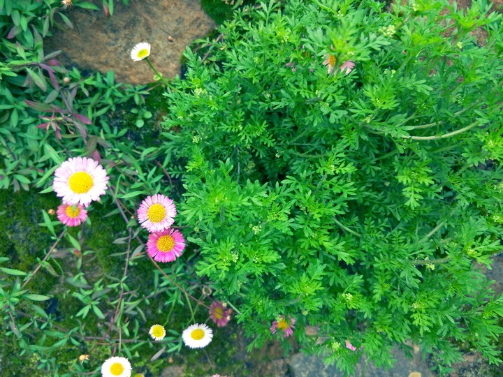 flowers
