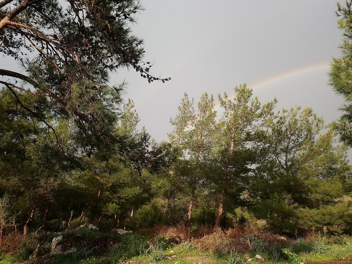 Double Rainbow In Forest
