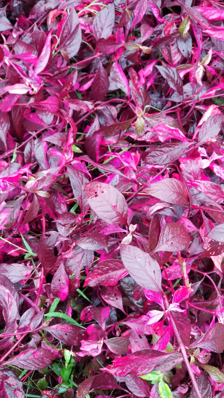 A purple strange