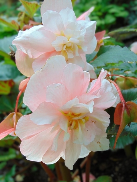 sfondi flower, wildflower