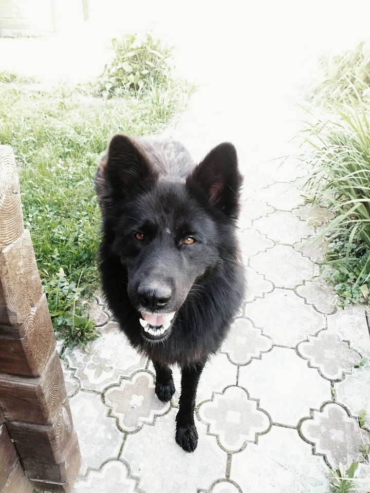 Dog