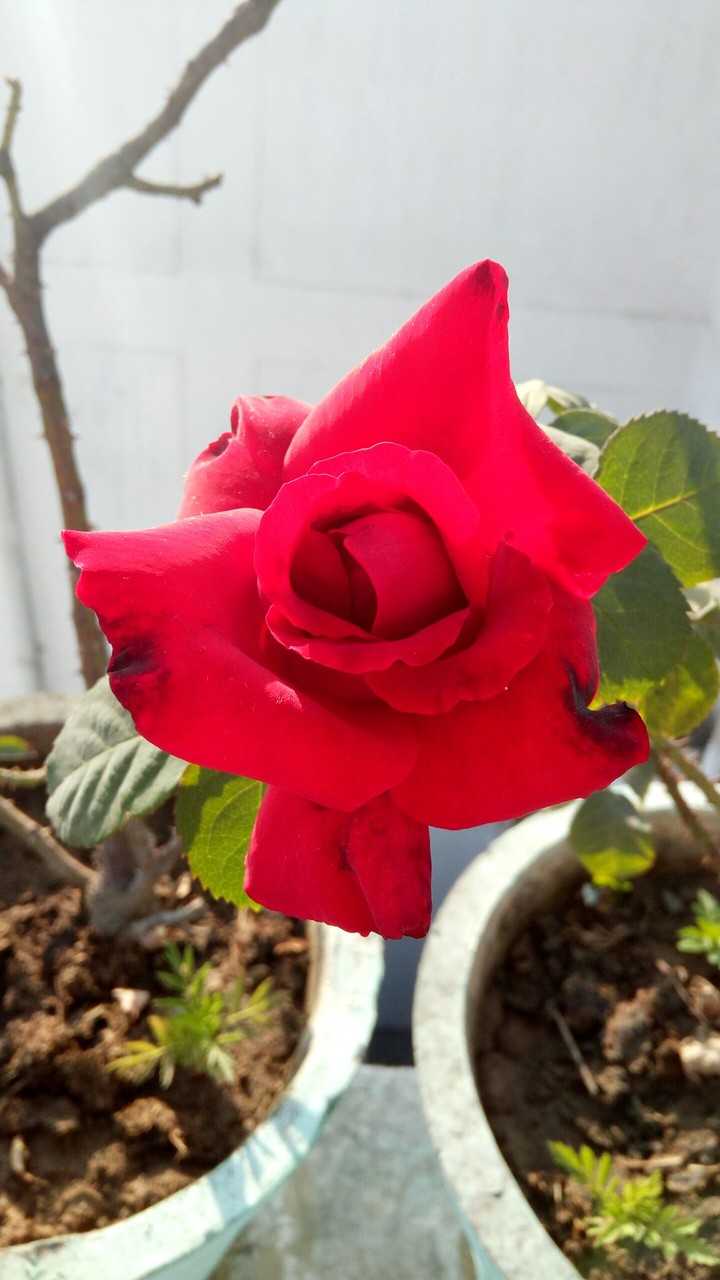 rose